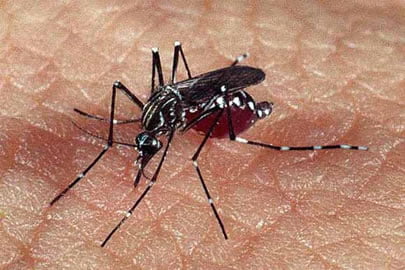 Acre lidera pesquisas no google sobre casos de dengue no Brasil 1 Acre lidera pesquisas no google sobre casos de dengue no Brasil