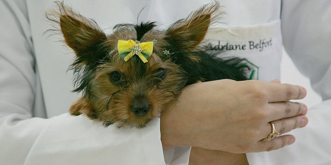 Cuidados com animais de estimação durante queima de fogos evita acidentes