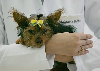 Cuidados com animais de estimação durante queima de fogos evita acidentes