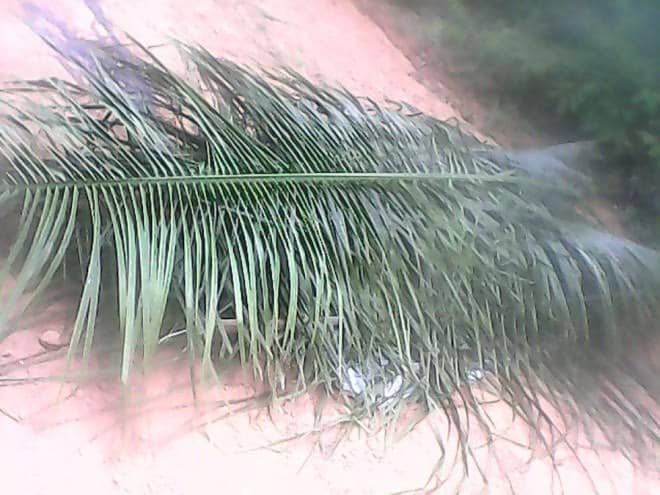 Corpo de vítima fatal de acidente de trânsito fica mais de cinco horas para ser resgatado 3