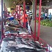 Em dois dias são comercializadas mais de seis toneladas de pescado no Ceasa 13 Em dois dias são comercializadas mais de seis toneladas de pescado no Ceasa
