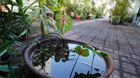 Manter reservatórios fechados é imprescindível para que não haja proliferação do mosquito Aedes aegypti (Foto: Arquivo)