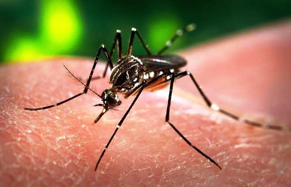Vacina contra dengue deve ser vendida em 3 meses