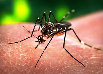 Vacina contra dengue deve ser vendida em 3 meses