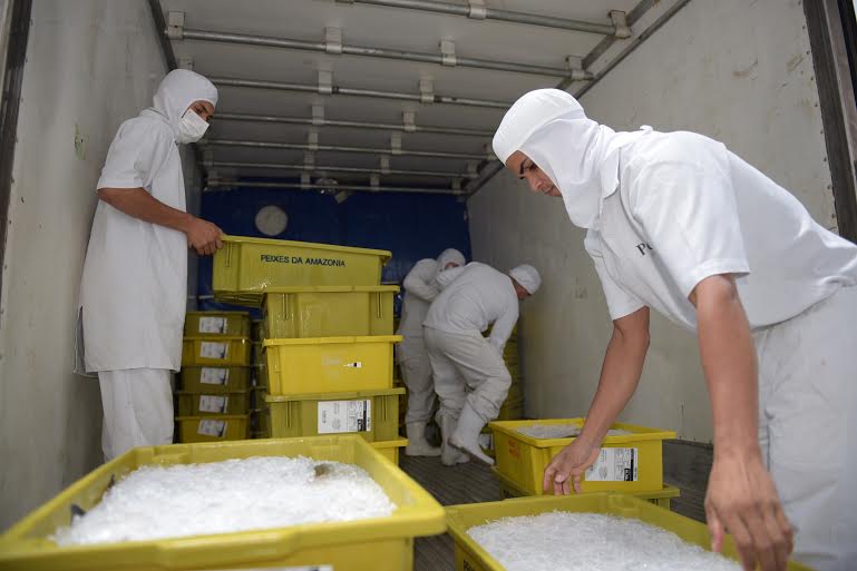 1.1 - Peixes da Amazônia envia última carga do ano para São Paulo - foto DIEGO GURGEL SECOM ACRE (1)