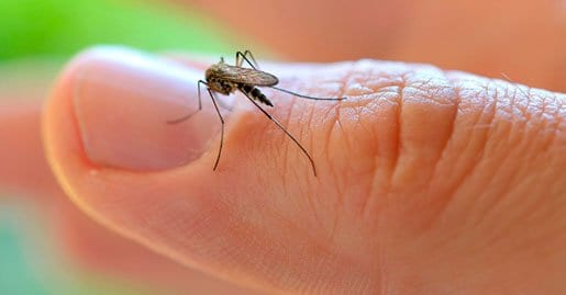 Governo Federal destina quase R$ 1 milhão para combate ao Aedes aegypti no Acre