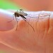 Governo Federal destina quase R$ 1 milhão para combate ao Aedes aegypti no Acre