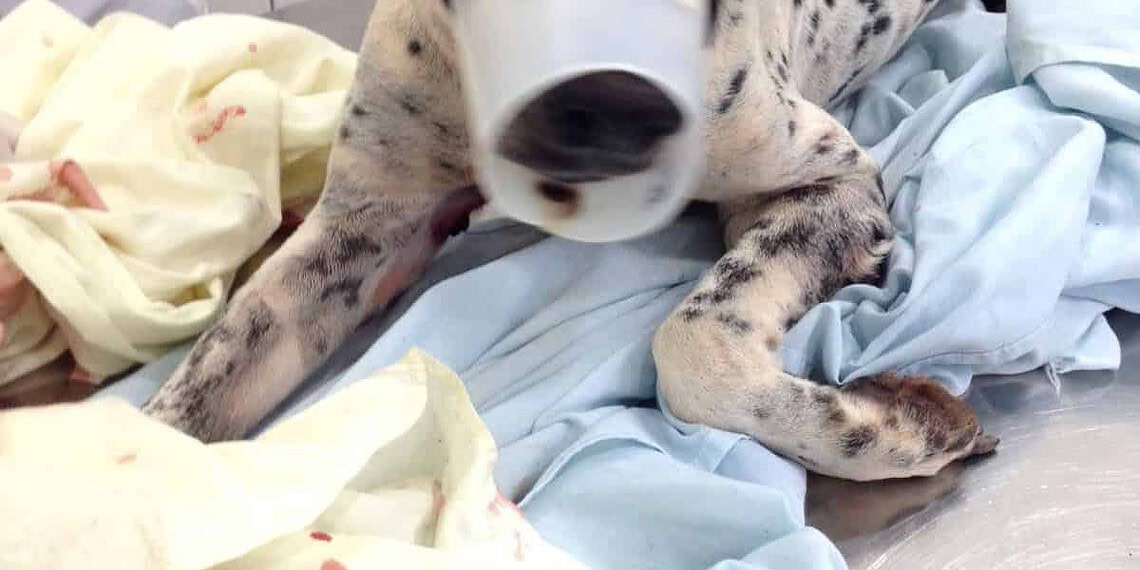 Mulher acusa policial de ter atirado em cadela dentro do próprio quintal