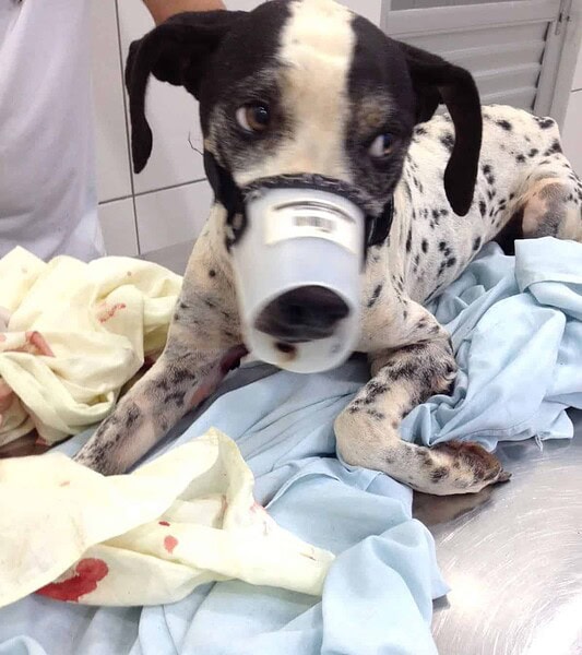 Mulher acusa policial de ter atirado em cadela dentro do próprio quintal