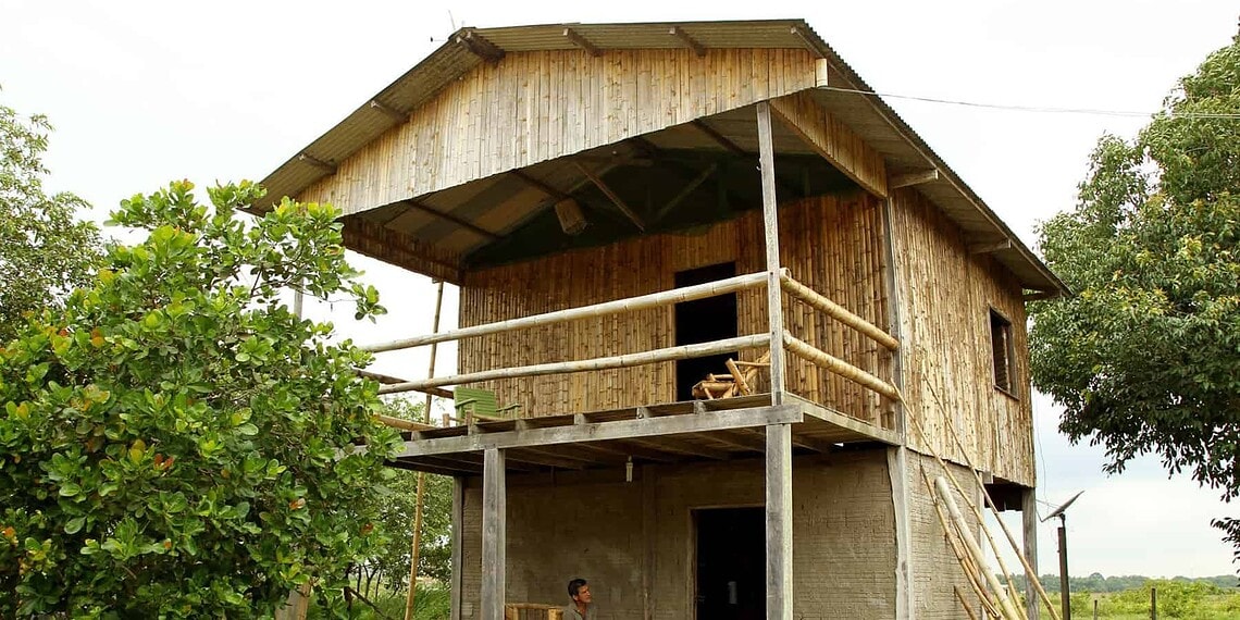 Acre possui maior floresta nativa de bambu do mundo 1 Acre possui maior floresta nativa de bambu do mundo