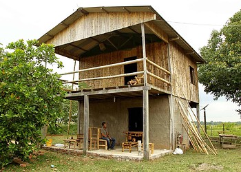 Acre possui maior floresta nativa de bambu do mundo