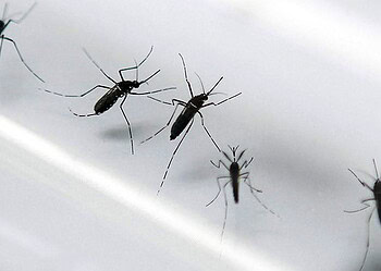 Bolívia confirma 1º caso de zika vírus; paciente esteve no Brasil