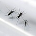 Bolívia confirma 1º caso de zika vírus; paciente esteve no Brasil