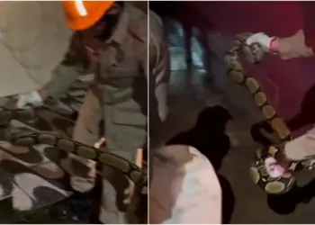 Jiboia de cerca de dois metros é resgatada em área residencial no Acre; VÍDEO