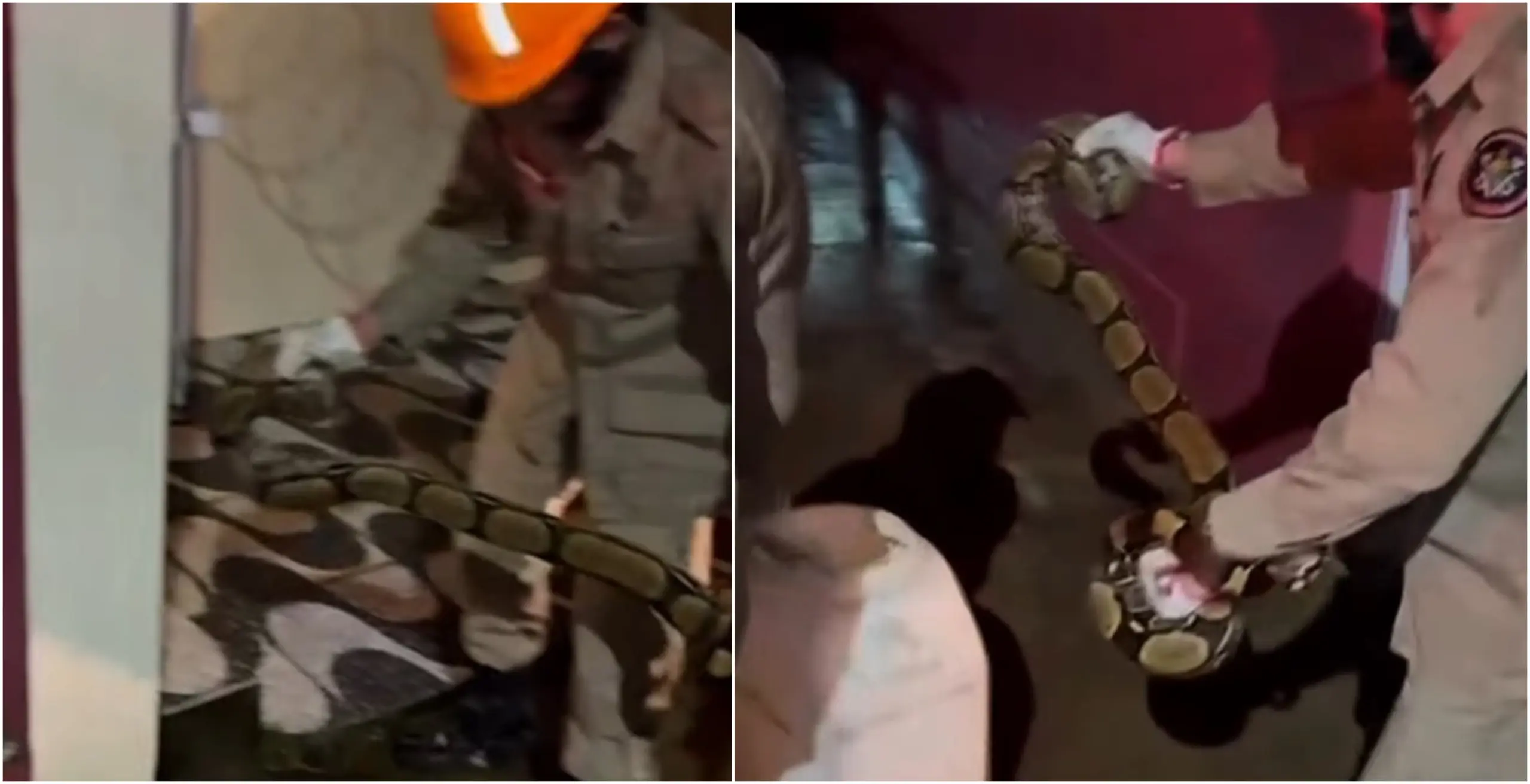 Jiboia de cerca de dois metros é resgatada em área residencial no Acre; VÍDEO